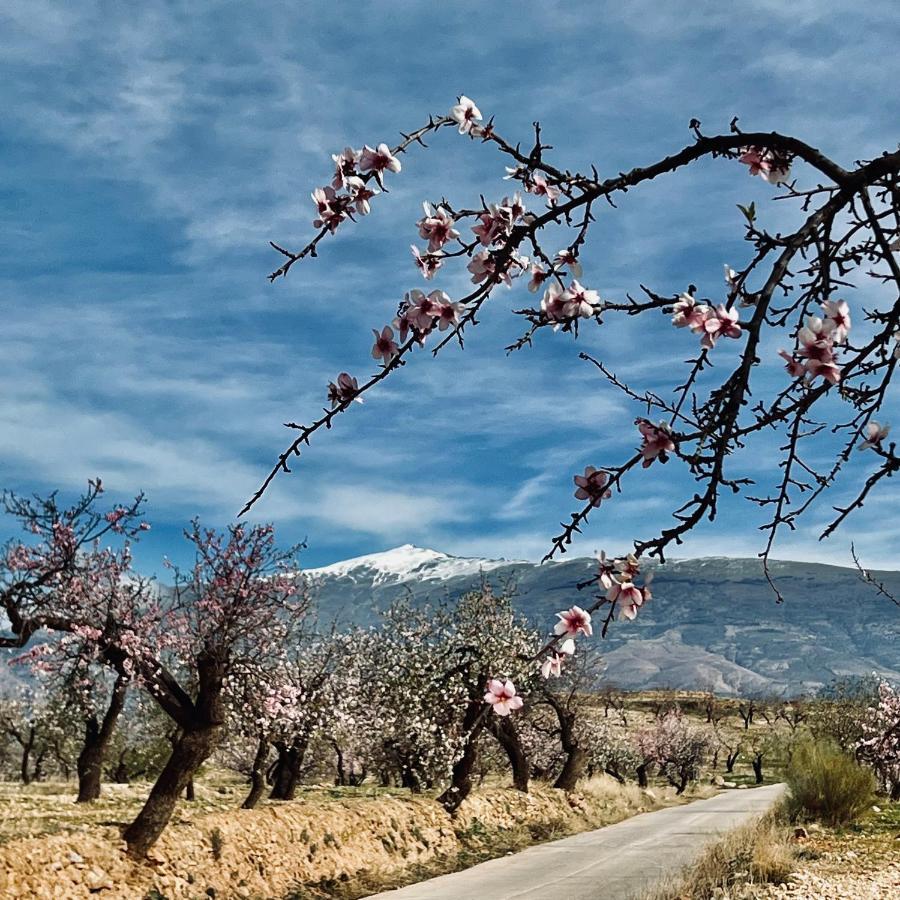 Cortijo El Pino Retreat Bed & Breakfast Albunuelas Ngoại thất bức ảnh